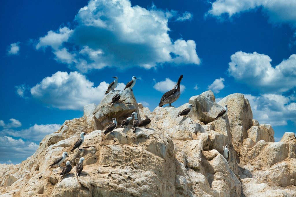 ballestas islands, peru, nature