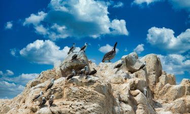 ballestas islands, peru, nature