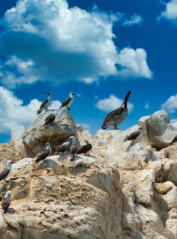 ballestas islands, peru, nature