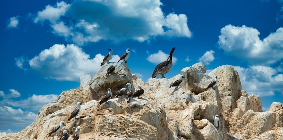 ballestas islands, peru, nature