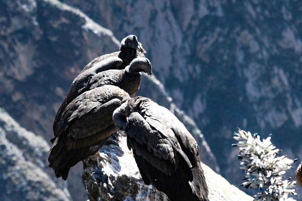condor, birds, animals, wildlife, perched, rock, nature, andes, colca canyon, peru