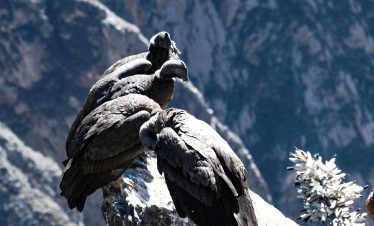 condor, birds, animals, wildlife, perched, rock, nature, andes, colca canyon, peru