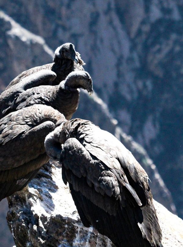 condor, birds, animals, wildlife, perched, rock, nature, andes, colca canyon, peru
