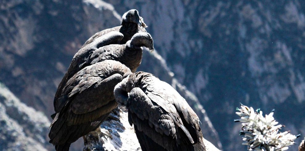 condor, birds, animals, wildlife, perched, rock, nature, andes, colca canyon, peru