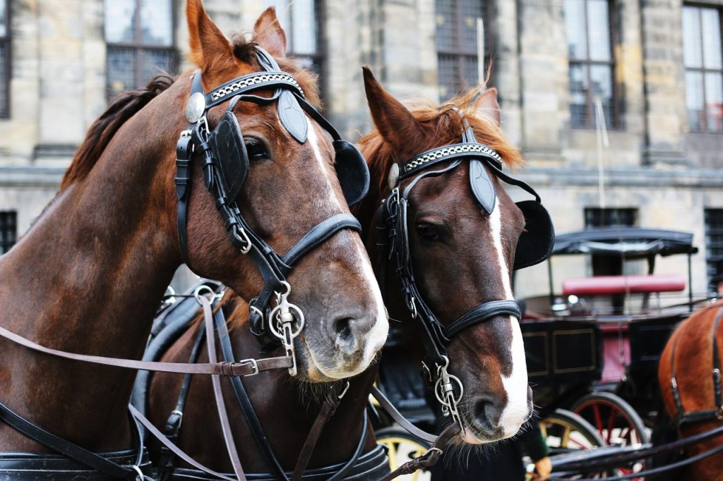horse, armstardam, nature, culture, animal, animal abusing, cart, transportation, tour, travel, city tour