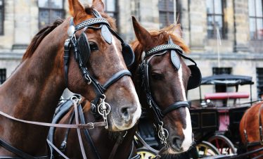 horse, armstardam, nature, culture, animal, animal abusing, cart, transportation, tour, travel, city tour