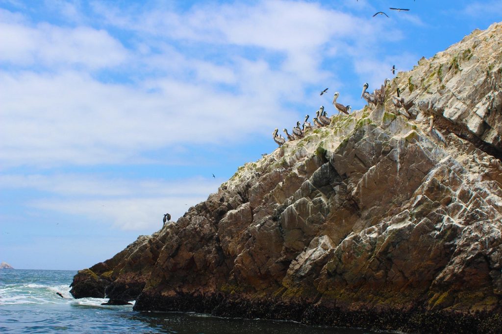 peru, island, nature, ballestas islands, pelicans, sea, birds