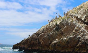 peru, island, nature, ballestas islands, pelicans, sea, birds