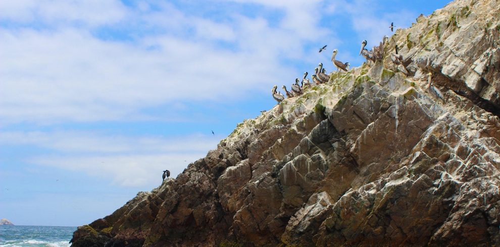 peru, island, nature, ballestas islands, pelicans, sea, birds