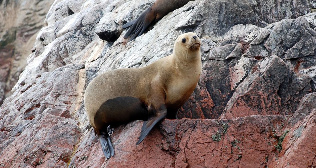 sea lions, ballestas islands, paracas, peru, sea, national reserve, costa, rocks, island, travel, paracas, paracas, paracas, peru, peru, peru, peru, peru