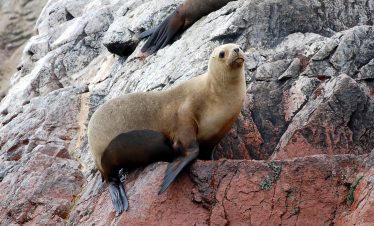 sea lions, ballestas islands, paracas, peru, sea, national reserve, costa, rocks, island, travel, paracas, paracas, paracas, peru, peru, peru, peru, peru