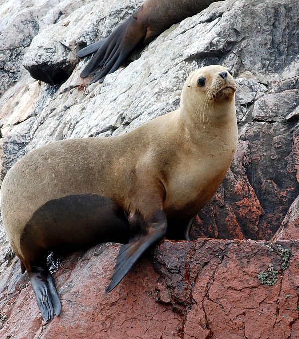 sea lions, ballestas islands, paracas, peru, sea, national reserve, costa, rocks, island, travel, paracas, paracas, paracas, peru, peru, peru, peru, peru