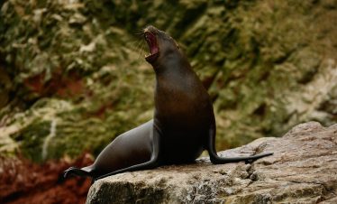 seal, peru, animal, ocean, nature, wildlife, marine, islas ballestas