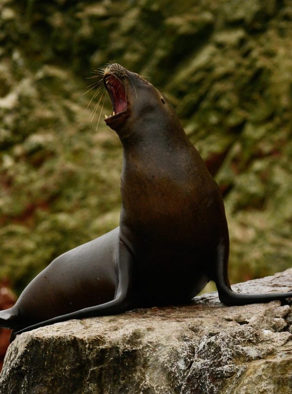 seal, peru, animal, ocean, nature, wildlife, marine, islas ballestas
